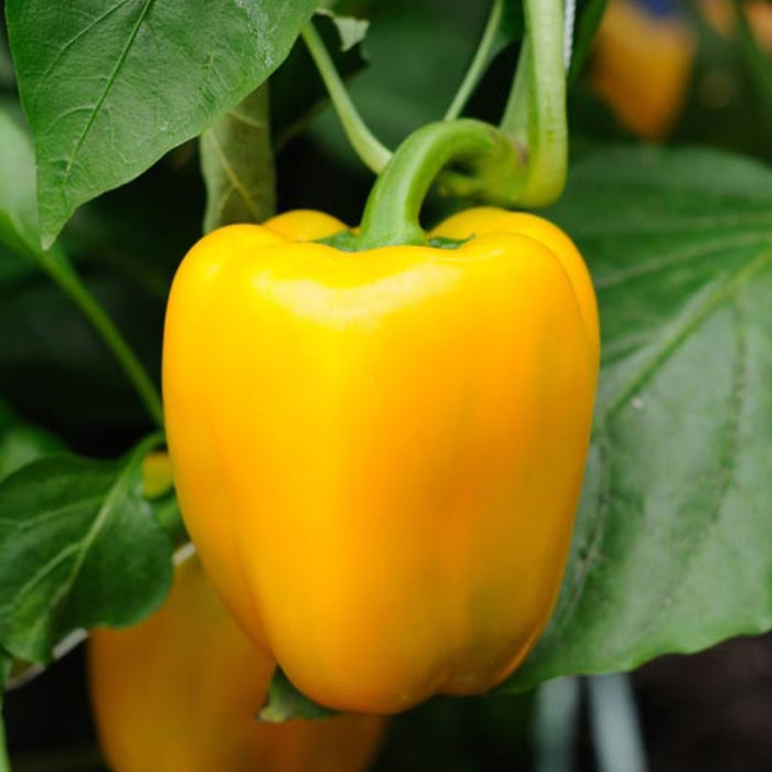 Capsicum-Yellow-(पीली शिमला मिर्च)-F1-Hybrid-Seeds