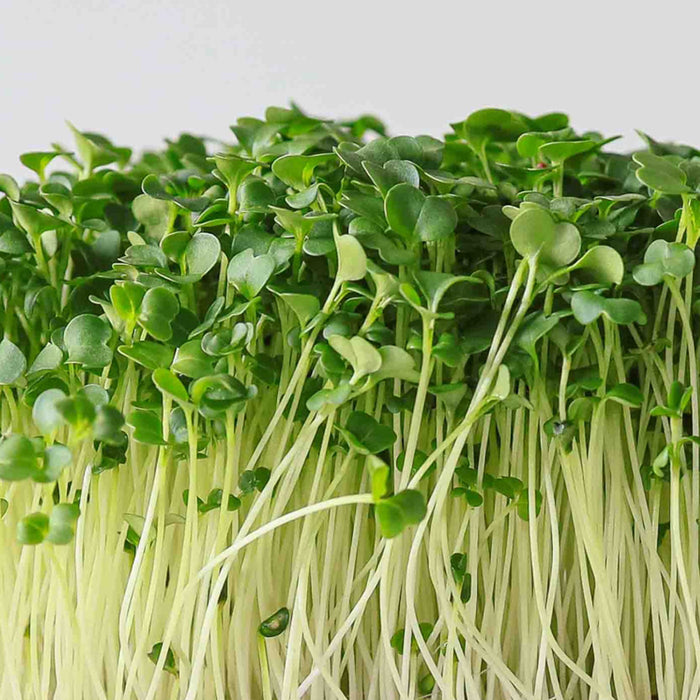 Broccoli-Green-Sprouting-(ब्रोकोली माइक्रोग्रीन)-Microgreens-Seeds