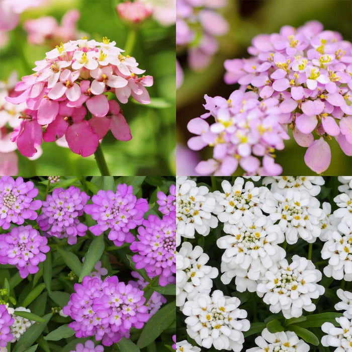 Candytuft-(KS Spl Mix)
