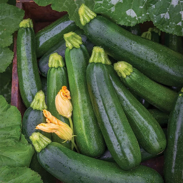 Zucchini-(Green)-Seeds-(ज़ुकीनी ग्रीन)