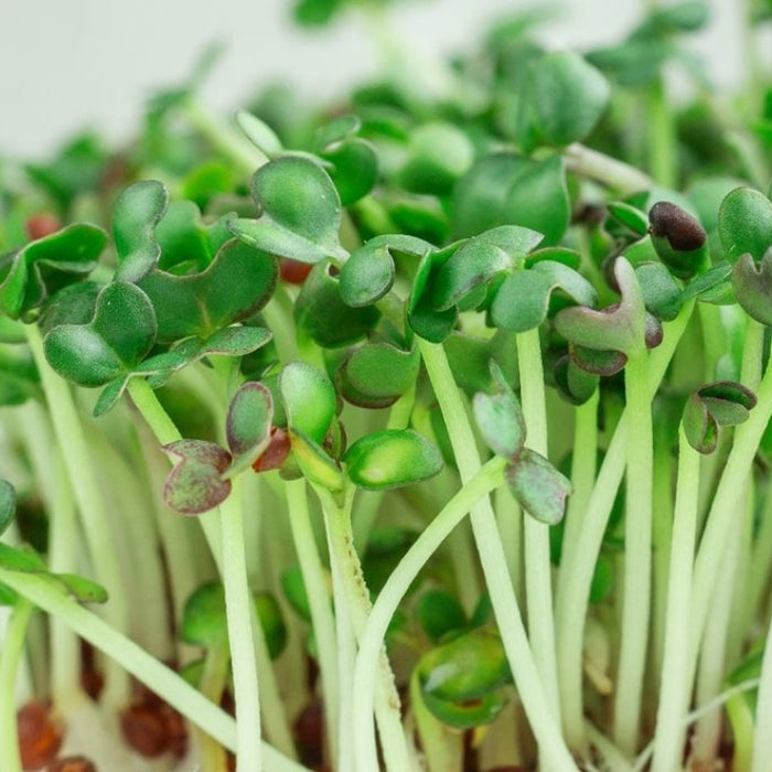 Mustard-(सरसों माइक्रोग्रीन)-Microgreens-Seeds