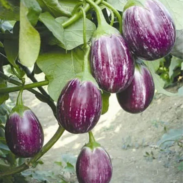 Brinjal-(बेंगन)-Hybrid-(Black Small- Seeds