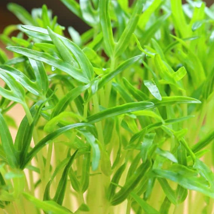 Spinach-(पालक माइक्रोग्रीन)-Microgreens-Seeds