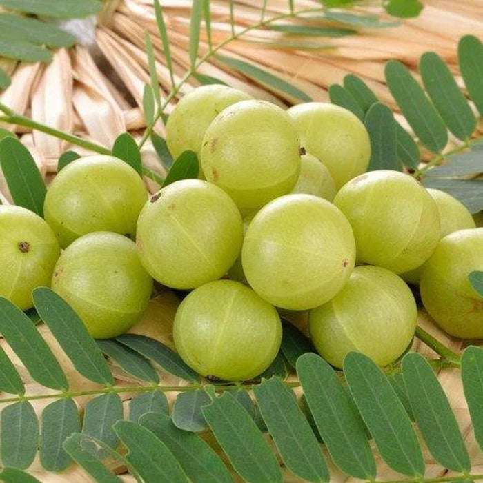 Amla Seeds-(आंवला के बीज)
