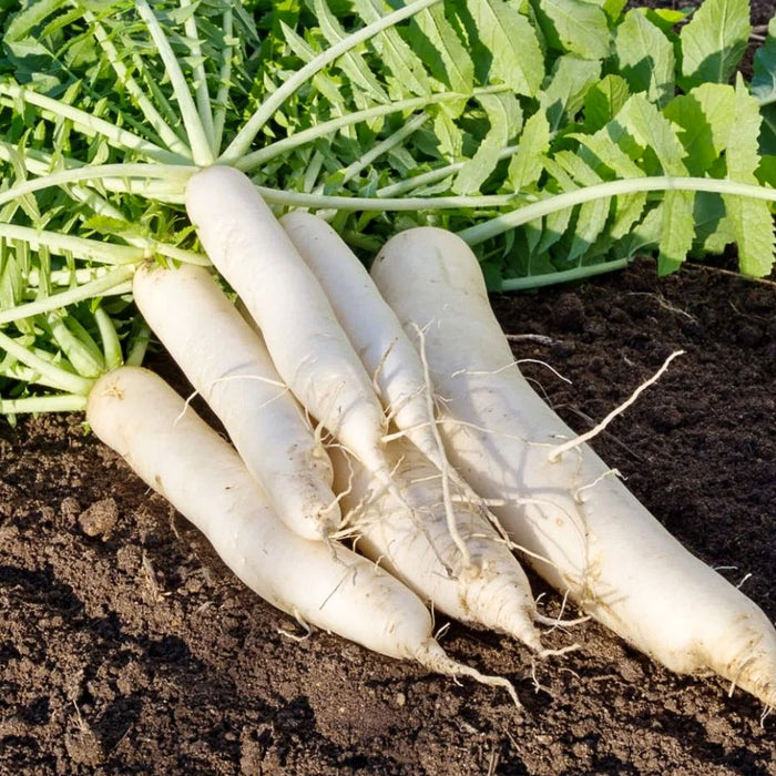 Radish-(मूली)-F-1-Hybrid-Seeds