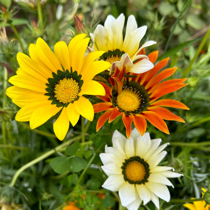 Gazania-(Suns Mix)