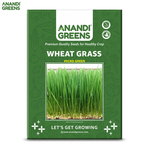 Wheatgrass-(गेंहू घास माइक्रोग्रीन)-Seeds