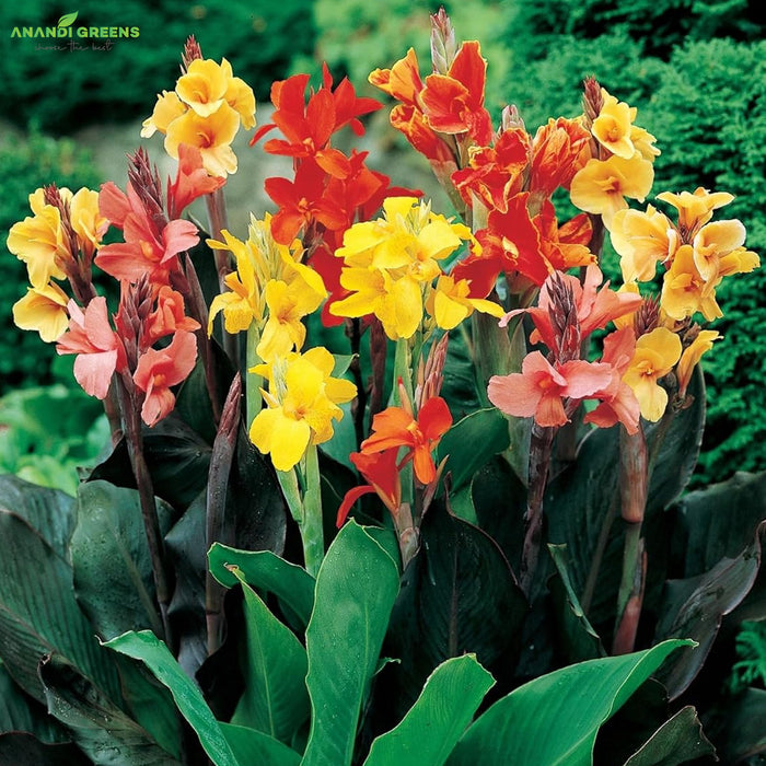 Canna-Lily-Bulbs-(कैनना लिली बल्ब्स)