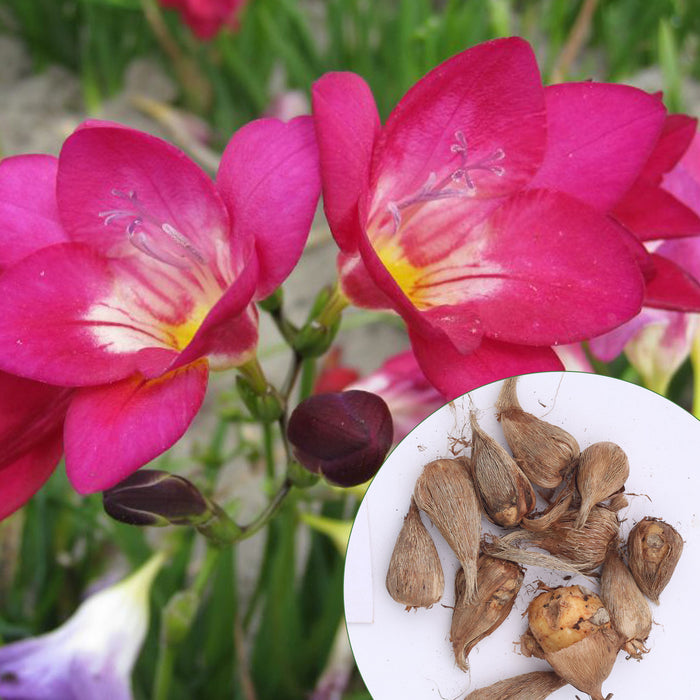 Freesia-6-Color-Flower-Bulbs