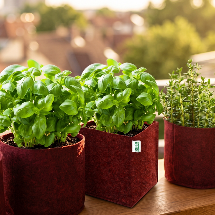 Small fabric grow bags growing basil and thyme herbs on a sunny balcony ledge