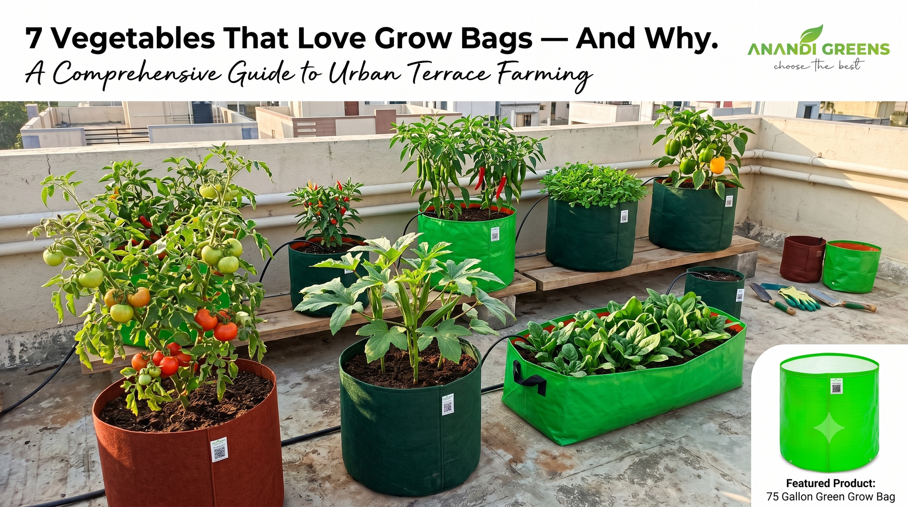 7 best vegetables for grow bags in Indian terrace garden — tomatoes chillies spinach okra — Anandi Greens