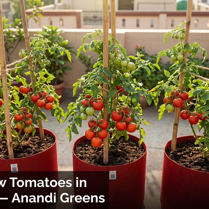 Ripe red tomatoes growing in geo fabric grow bags on an Indian terrace garden — Anandi Greens