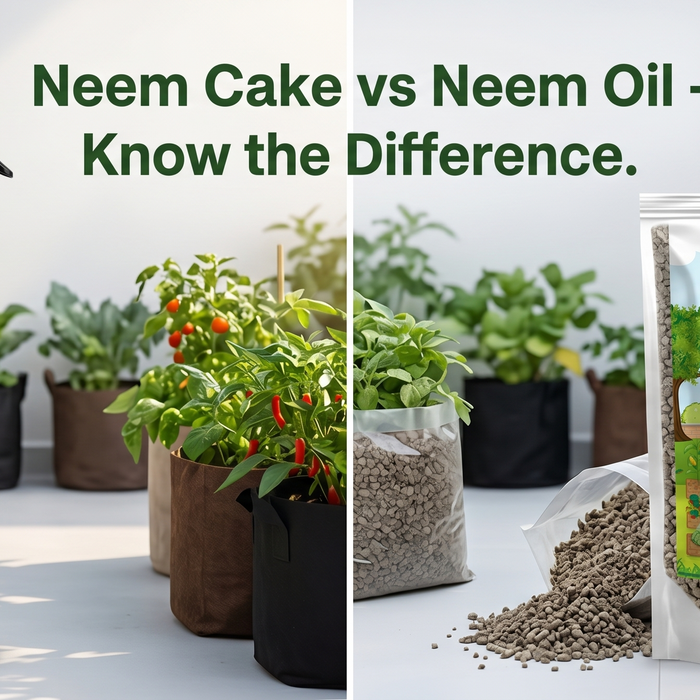 Neem cake fertilizer vs neem oil comparison for Indian terrace garden grow bags — Anandi Greens