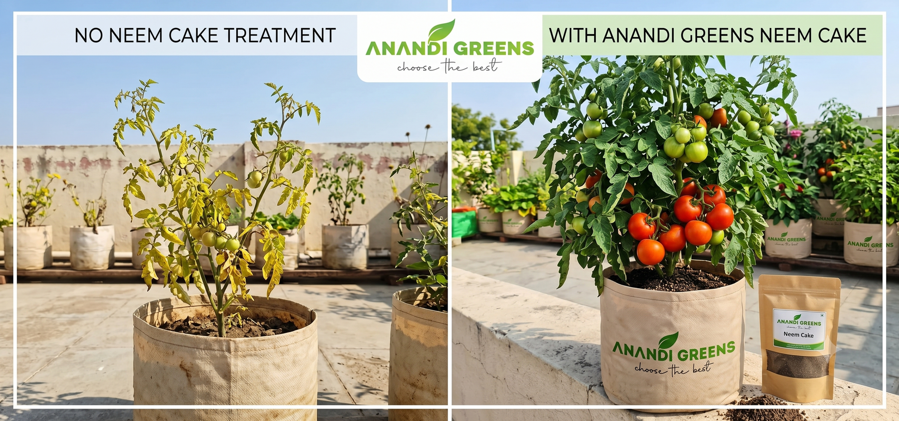 Comparison of tomato plants with and without neem cake treatment — how neem cake fertilizer improves tomato growth in Indian grow bags