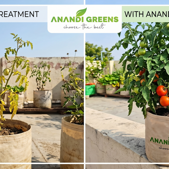 Comparison of tomato plants with and without neem cake treatment — how neem cake fertilizer improves tomato growth in Indian grow bags