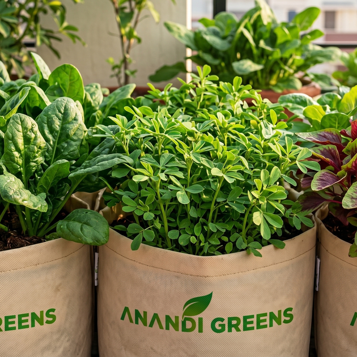Organic fertilizer for leafy greens in grow bags — spinach, methi and amaranth growing on Indian terrace with Anandi Greens organic inputs