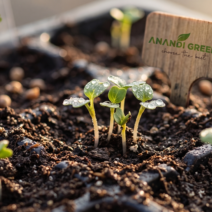Vegetable seedlings sprouting from soil showing successful germination