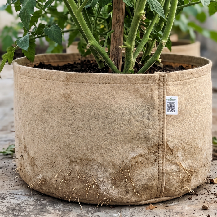 Vegetable plants with healthy roots growing in Geo Fabric grow bags