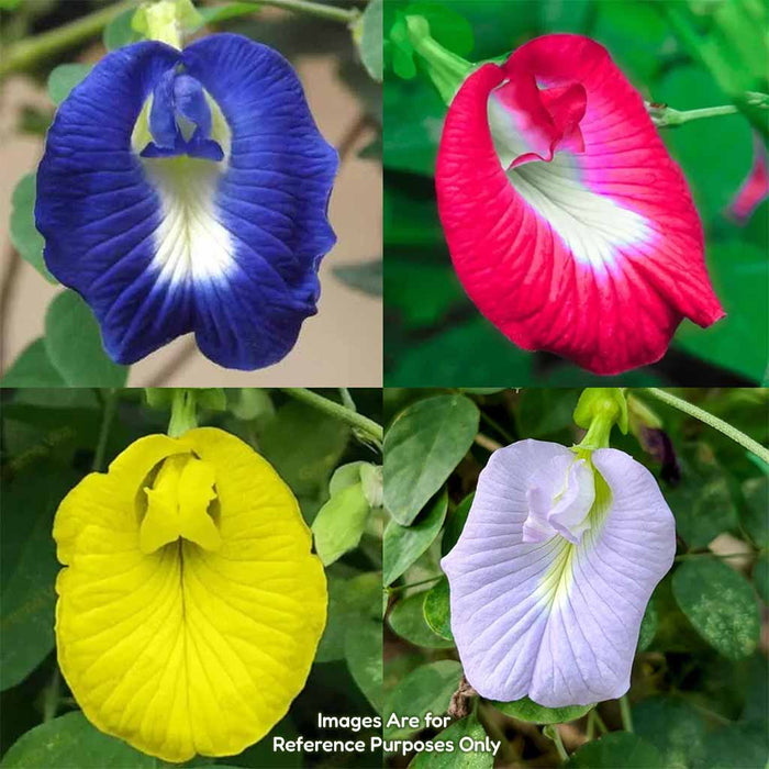 Aprajita Mix Seeds Pack