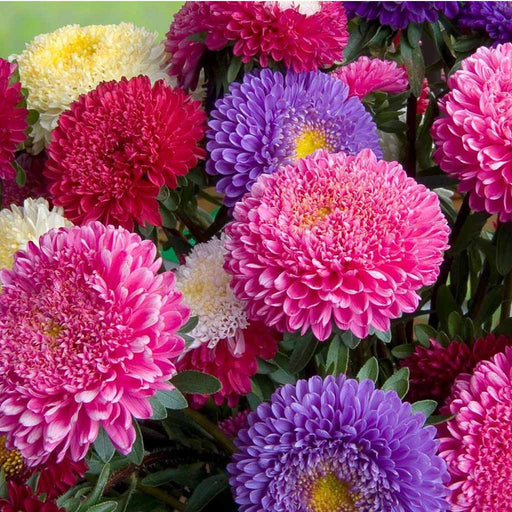 Aster – Fan-F1