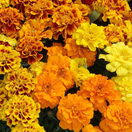 French-Marigold-Alumina-F1
