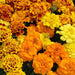 French-Marigold-Alumina-F1