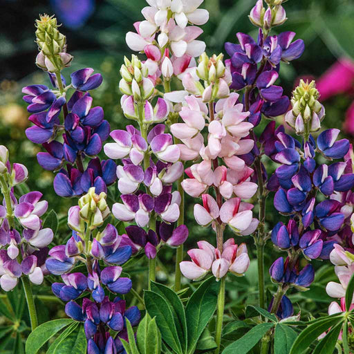 Lupin – Pixie-Delight-Mix-F1