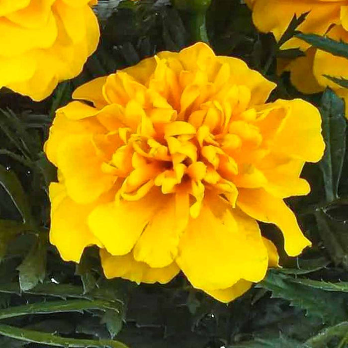 Marigold – French Safari Series F1