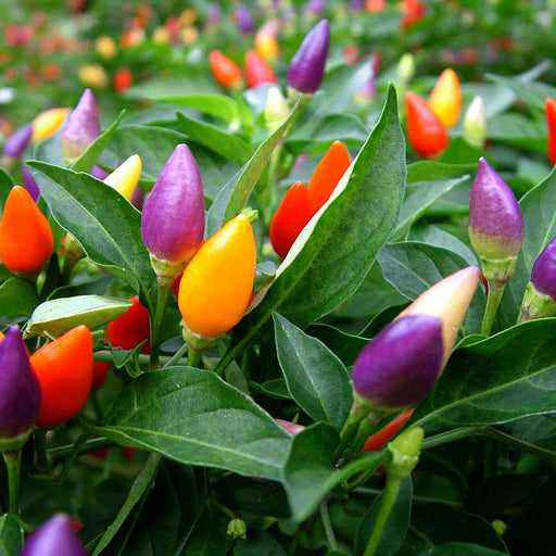 Colorful-chili-peppers-growing-on-a-plant-with-green-leaves.