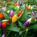 Colorful-chili-peppers-growing-on-a-plant-with-green-leaves.