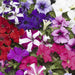 Petunia – Grandiflora-TriTunia-Series-F1