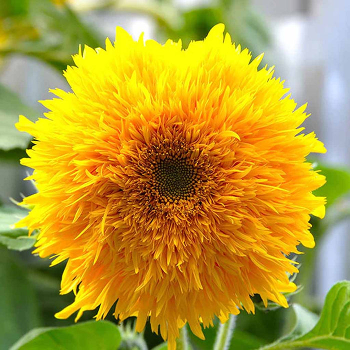 Sunflower – Dwarf-Teddy-Bear-F1
