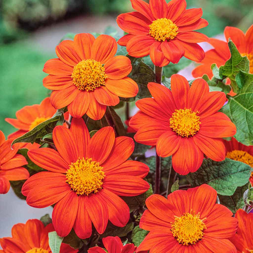 Tithonia – Red-Flame-F1