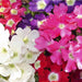 Verbena – Special-Dwarf-Mix-F1