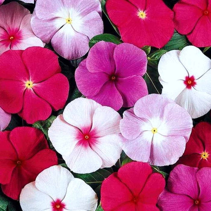 Vinca – Pacifica-Series-F1