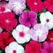Vinca – Pacifica-Series-F1
