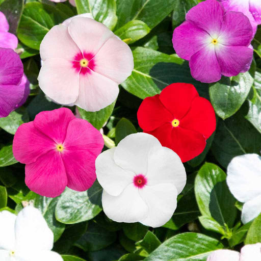 Vinca – Sun-Jewels-Mix-F1
