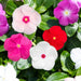 Vinca – Sun-Jewels-Mix-F1