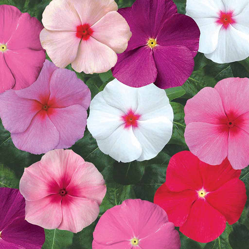 Vinca – Sun-Storm-Series-F1
