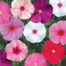 Vinca – Sun-Storm-Series-F1