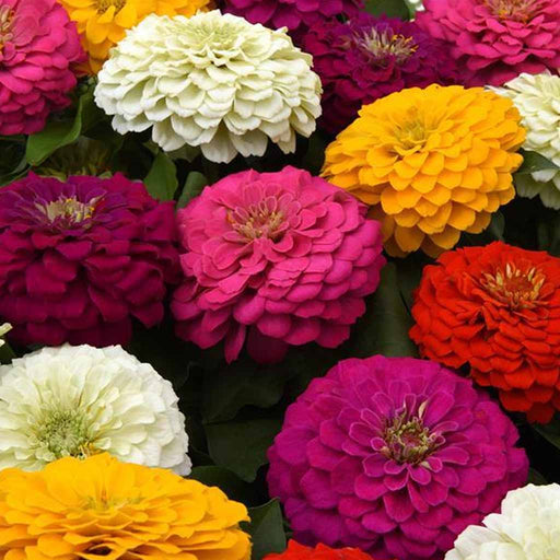 Zinnia – Juliette-Mix-F1