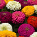 Zinnia – Juliette-Mix-F1