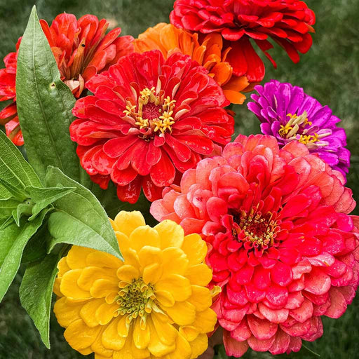 Zinnia – Oklahoma-Series-F1