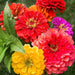 Zinnia – Oklahoma-Series-F1