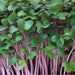 KNOL-KHOL-PURPLE-(MICROGREEN)