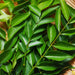  Kari-Patta-(Curry Leaves) 