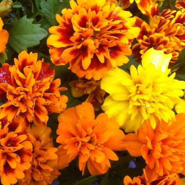 Marigold – French-Super-Hero-Series-F1