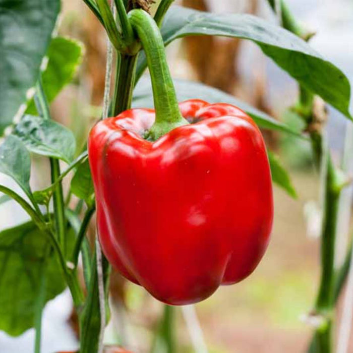 Capsicum Red (लाल शिमला मिर्च) F1 Hybrid Seeds