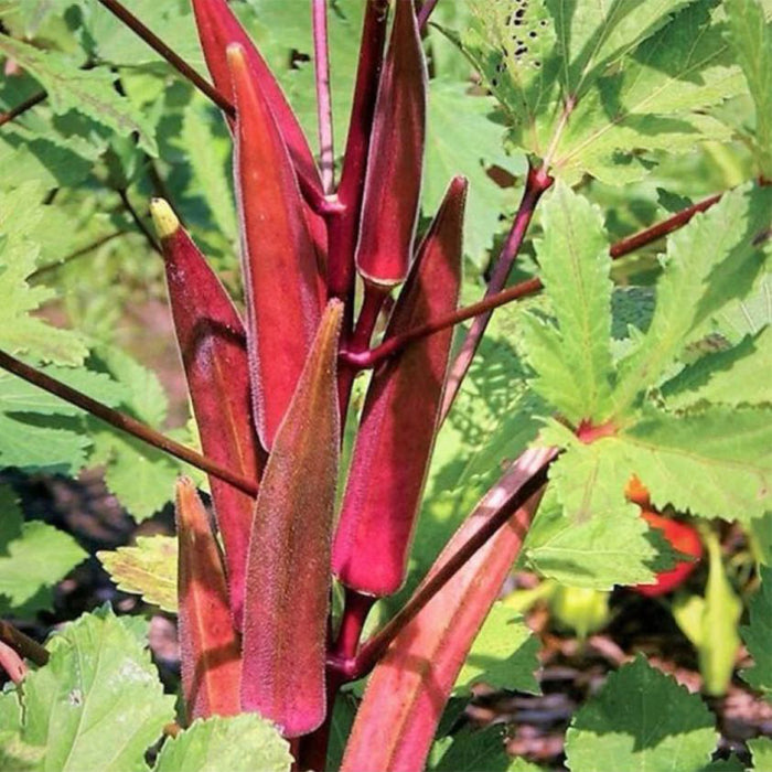 Red Okra (लाल भिंडी) Seeds