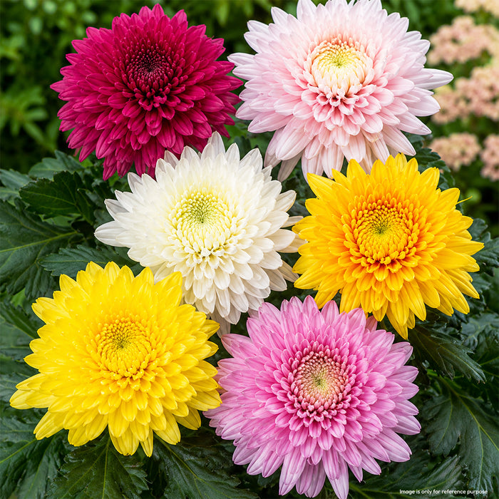 Chrysanthemum (Paludo Mix)